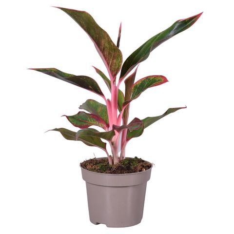 Aglaonema LIGHT PINK STAR