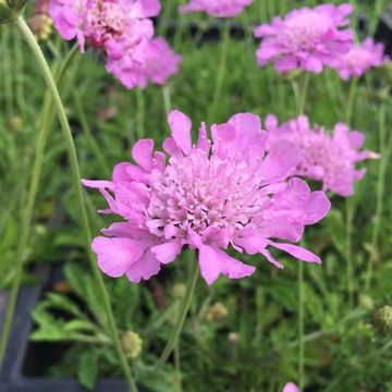 Scabiosa columbaria 'Pink Mist'