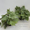 Begonia HOVARIA SILVER MAPLE
