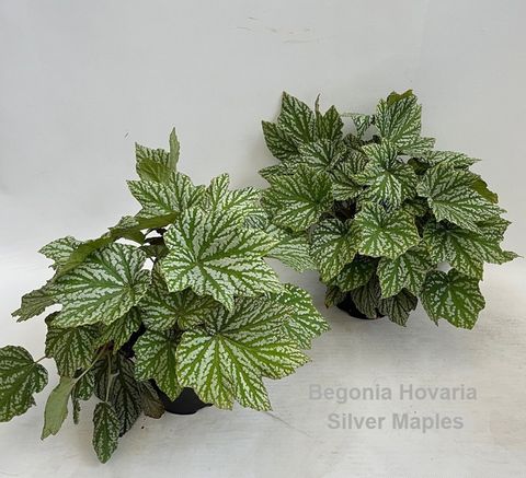 Begonia HOVARIA SILVER MAPLE