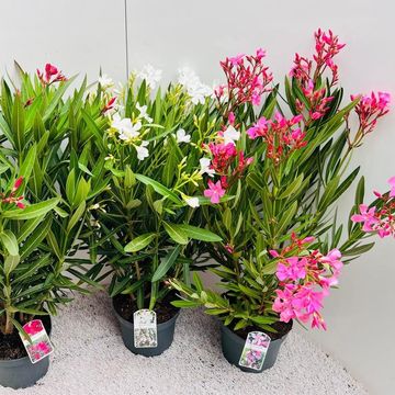 Nerium oleander MIX