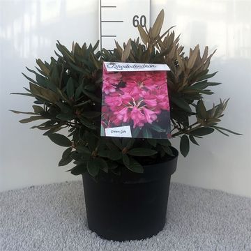 Rhododendron 'Винсам'