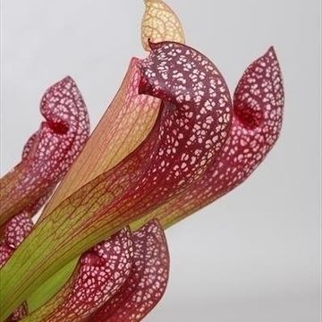 Sarracenia 'Scarlet Belle'