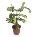 Ctenanthe lubbersiana 'Golden Mosaic'