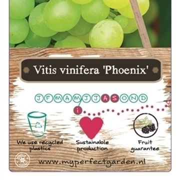 Vitis 'Phoenix'