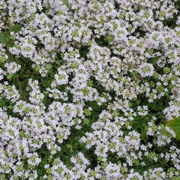 Thymus praecox 'Vey'