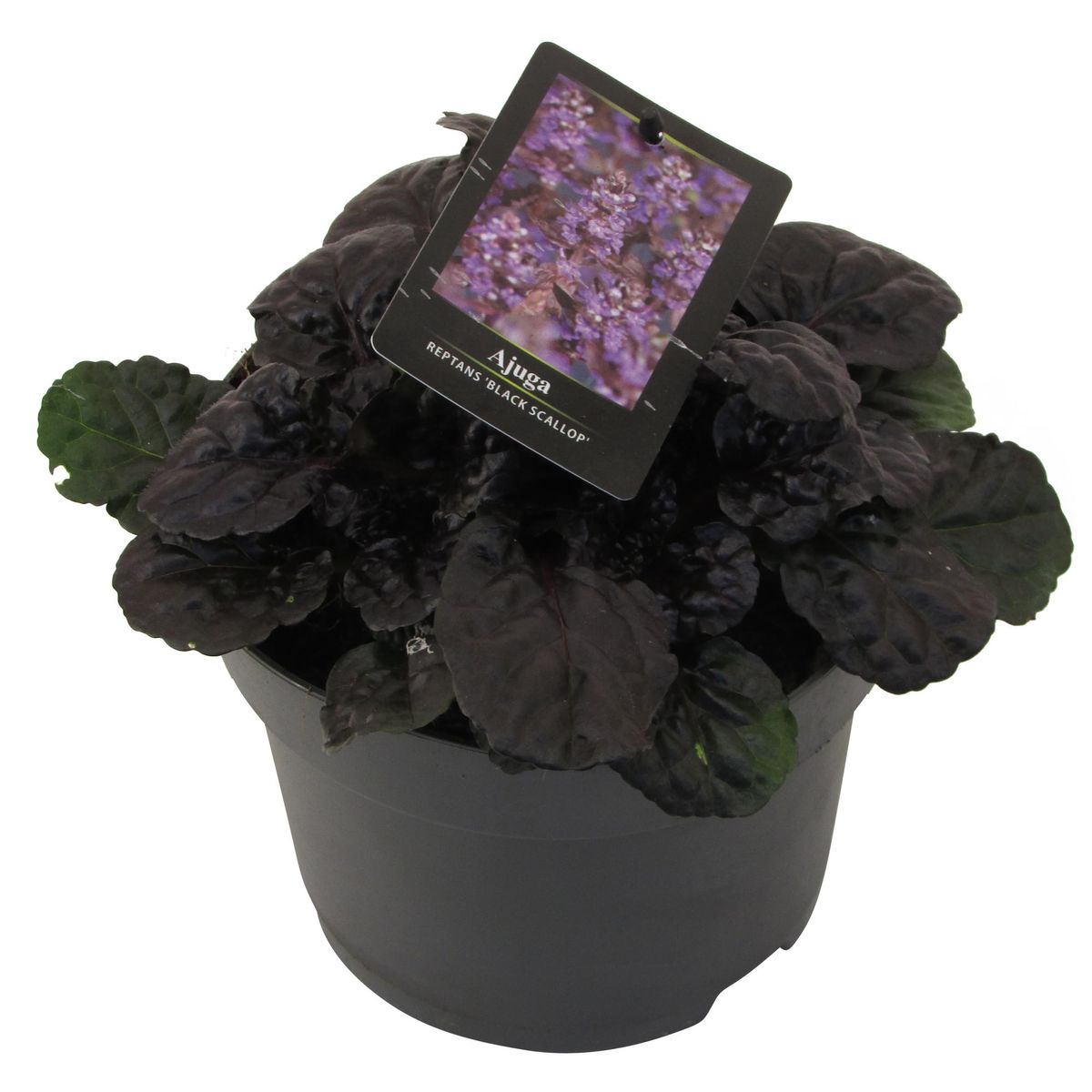 Ajuga Reptans BLACK SCALLOP — Plant Wholesale FlorAccess