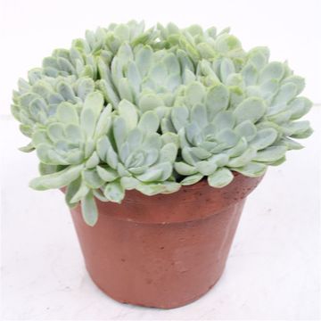 Echeveria elegans