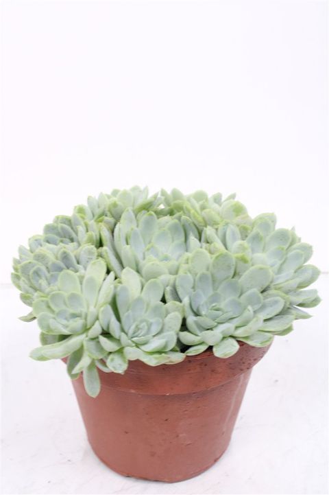 Echeveria elegans