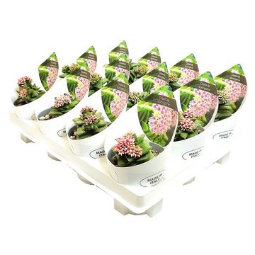 Crassula 'Springtime'