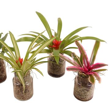 Arrangement Bromelia mix in pot