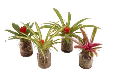 Arrangement Bromelia mix in pot