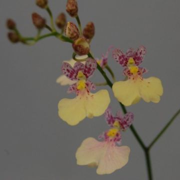 x Ionocidium Popcorn 'Haruri'