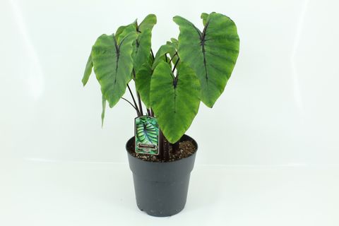 Colocasia 'Pharaoh’s Mask'