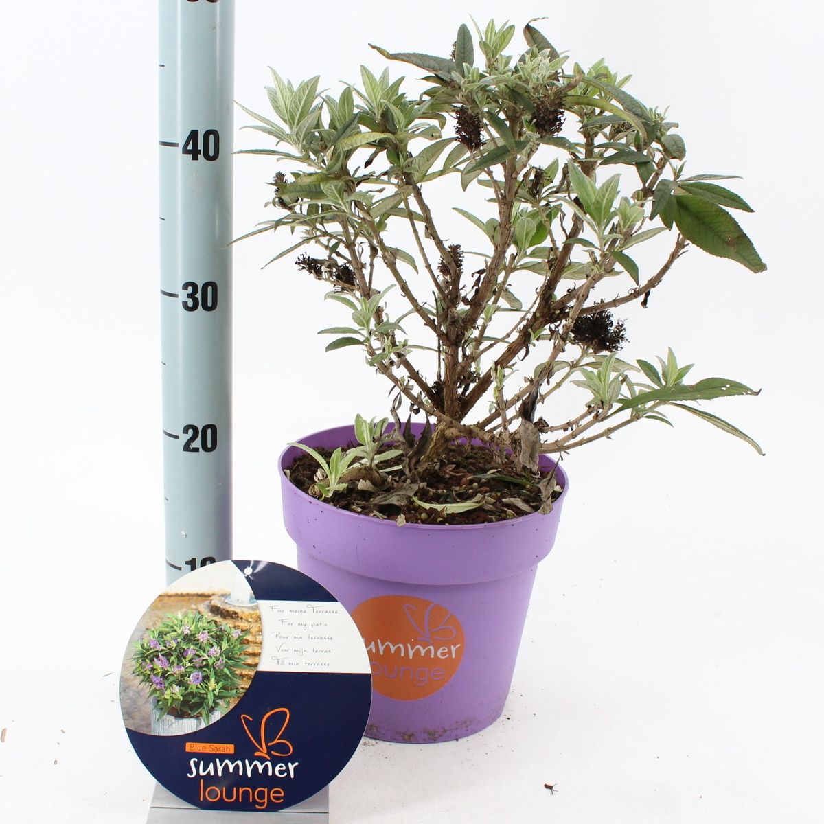 Buddleja BLUE SARAH Grossiste En Plantes FlorAccess buddleja-blue-sarah-grossiste-en-plantes-floraccess