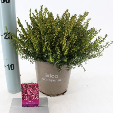 Erica x darleyensis 'J.W. Porter'