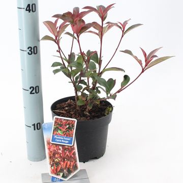 Photinia x fraseri CARRÉ ROUGE