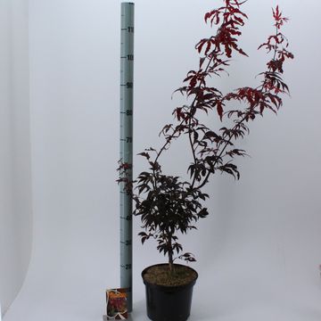 Acer palmatum 'Bloodgood'