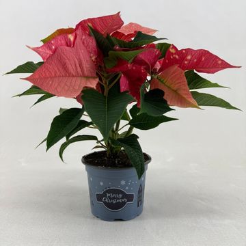 Euphorbia pulcherrima FANTASY STAR PINK