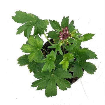 Astrantia major 'Burgundy Manor'