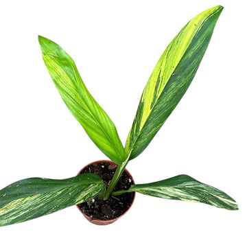 Epipremnum amplissimum 'Aurea Variegata'