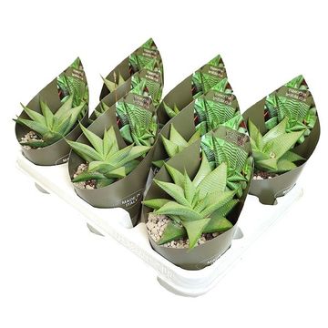 Haworthia limifolia variegata