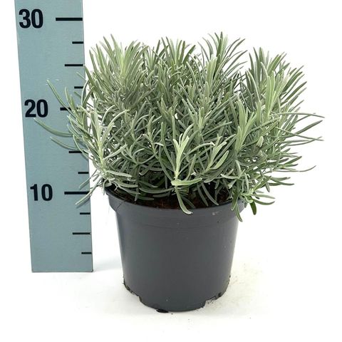 Lavandula x intermedia PHENOMENAL
