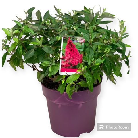 Buddleja davidii BUTTERFLY CANDY LITTLE RUBY