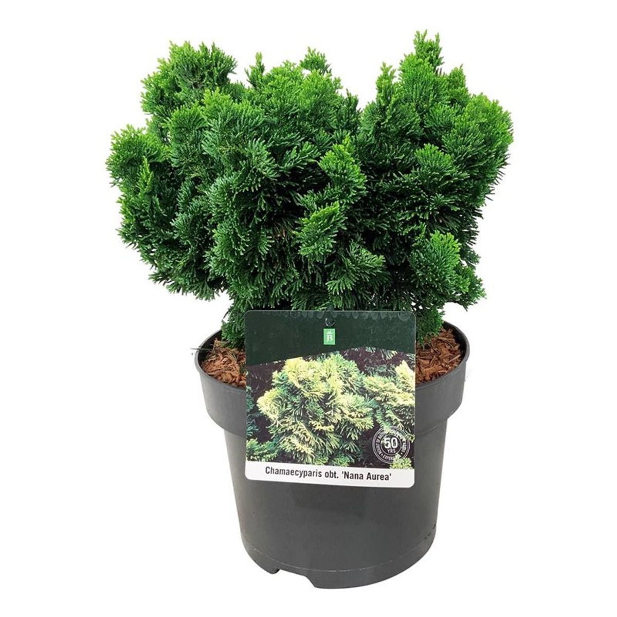 Chamaecyparis obtusa 'Nana Aurea' — Plant Wholesale FlorAccess