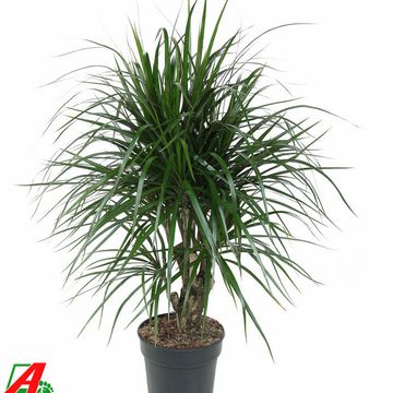 Dracaena marginata