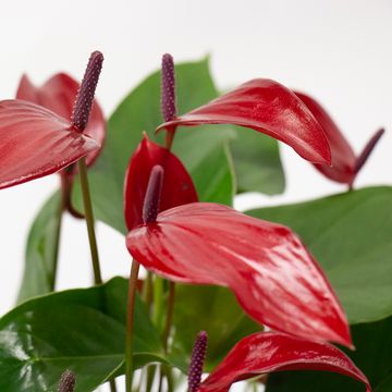 Anthurium ATLANTA BURGUNDY