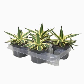 Agave lophantha 'Quadricolor'