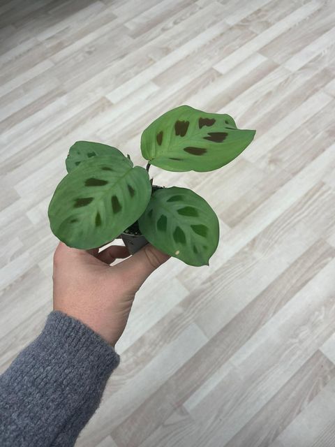 Maranta leuconeura 'Kerchoveana'