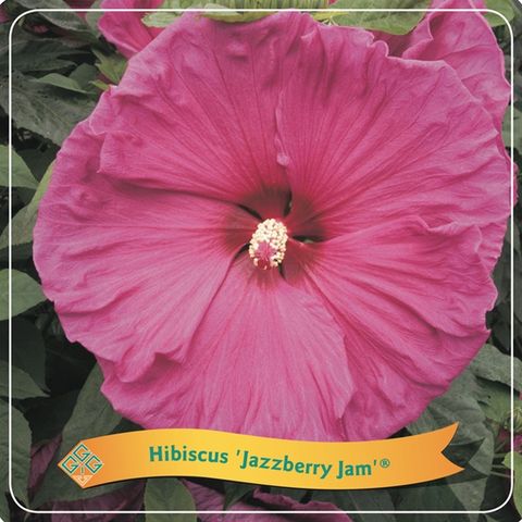 Hibiscus 'Jazzberry Jam'