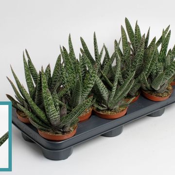 Gasteria carinata 'Big Ben'