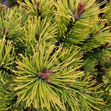 Pinus mugo 'Golden Glow'