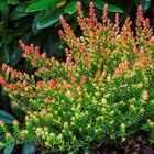 Calluna vulgaris 'Easter-bonfire'