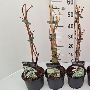 Schizophragma hydrangeoides MIX