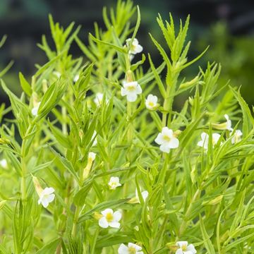 Gratiola officinalis