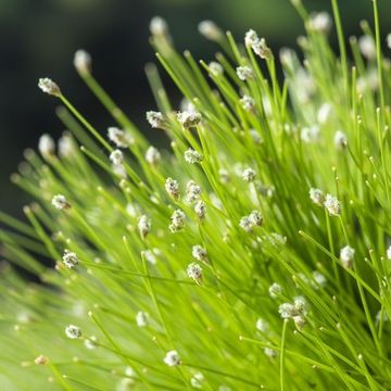 Isolepis cernua