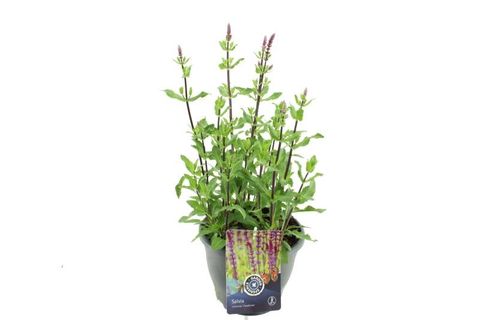 Salvia nemorosa 'Caradonna'