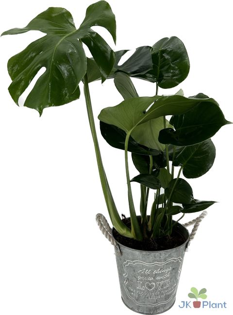Monstera deliciosa