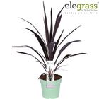 Cordyline SUPERSTAR