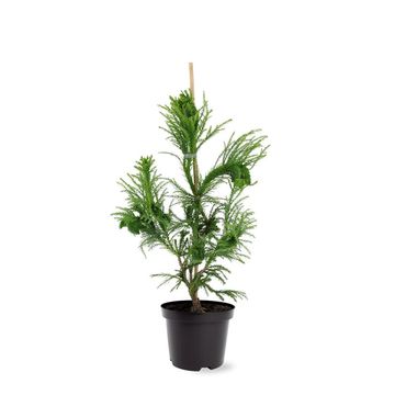 Cryptomeria japonica 'Cristata'