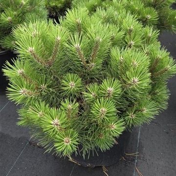 Pinus nigra 'Nana'