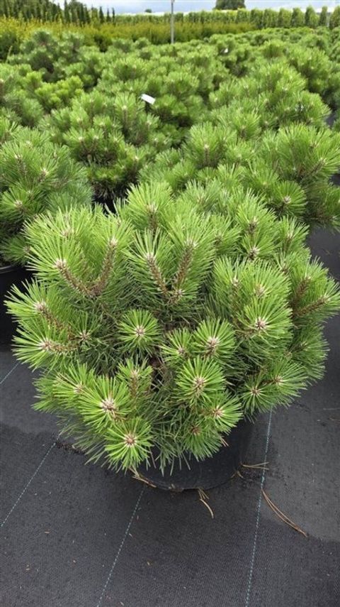 Pinus nigra 'Nana'