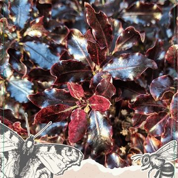 Pittosporum tenuifolium 'Stephens Island'