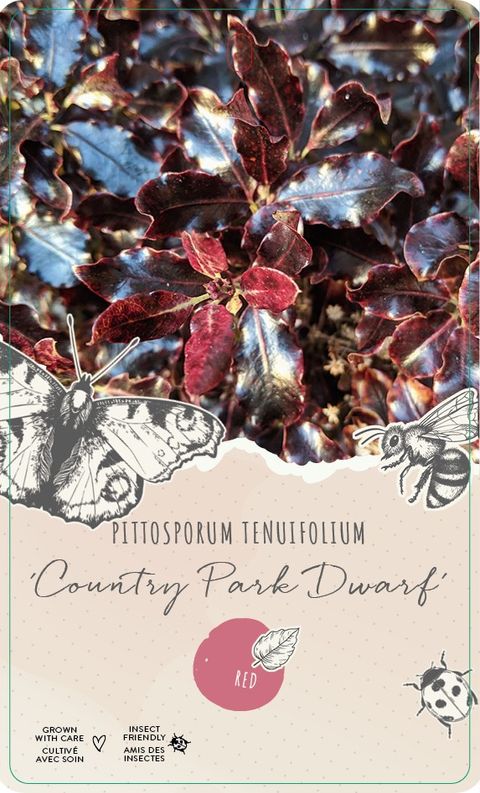 Pittosporum tenuifolium 'Stephens Island'