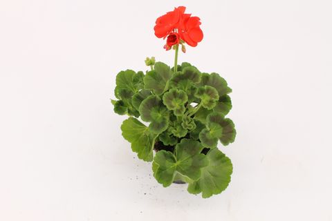 Pelargonium FERNANDO