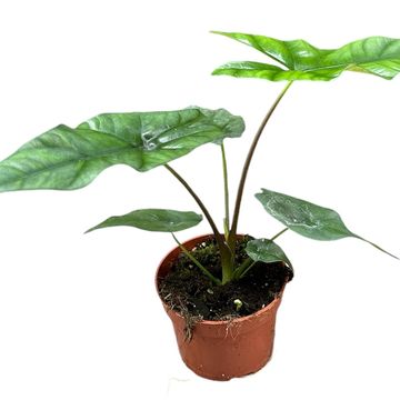 Alocasia 'Simpo'